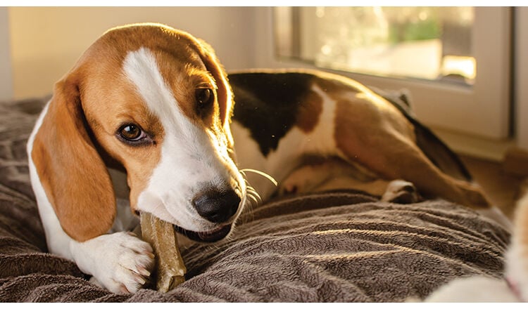 Beagle puppy chewing on a dog snack